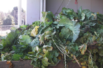 Vegetable waste