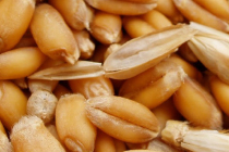 Wheat