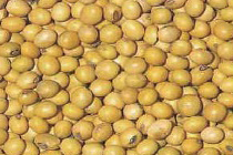 Soybeans