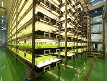 Plant factory